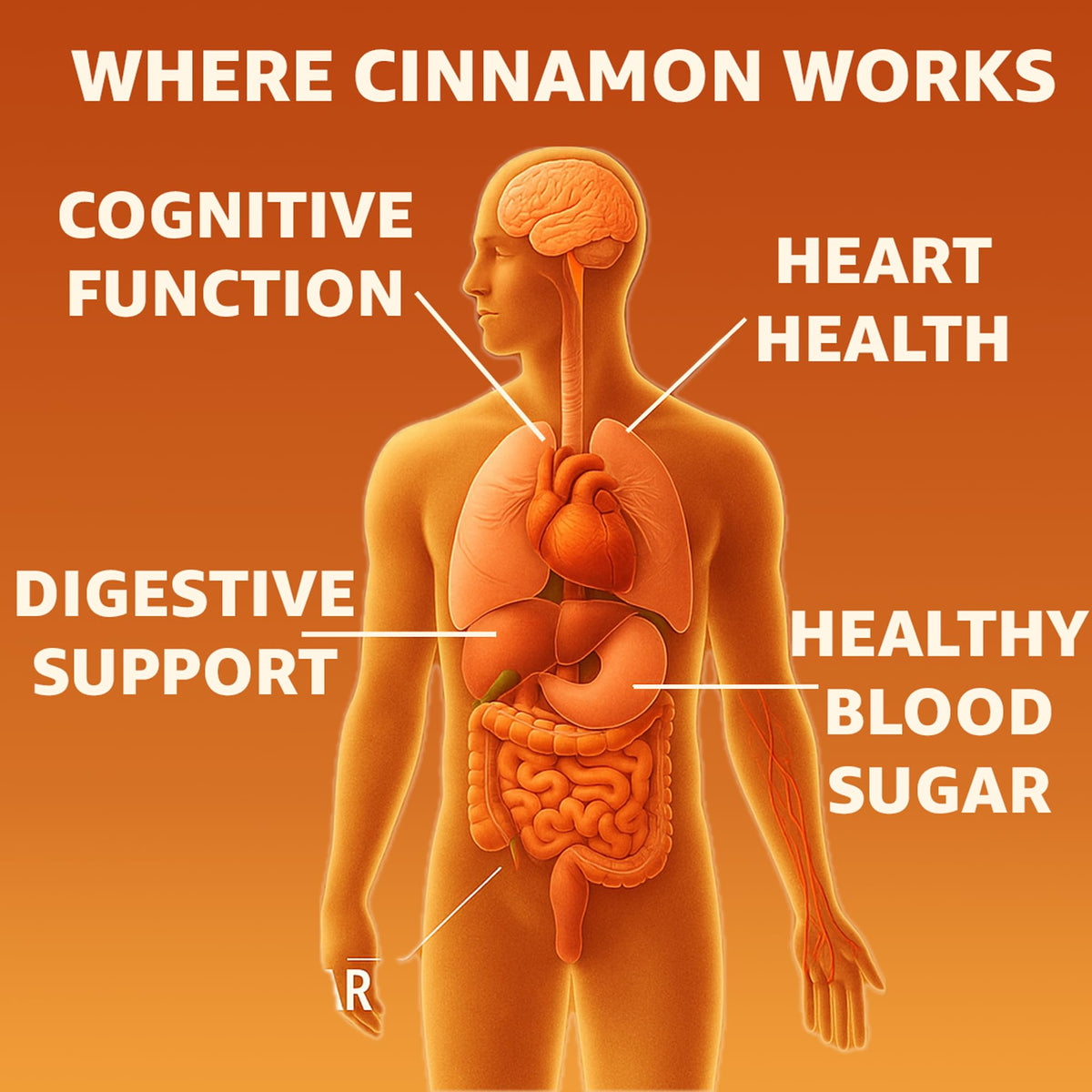 Cinnamon Supplement 1000mg 400 Vegetarian Capsules B327